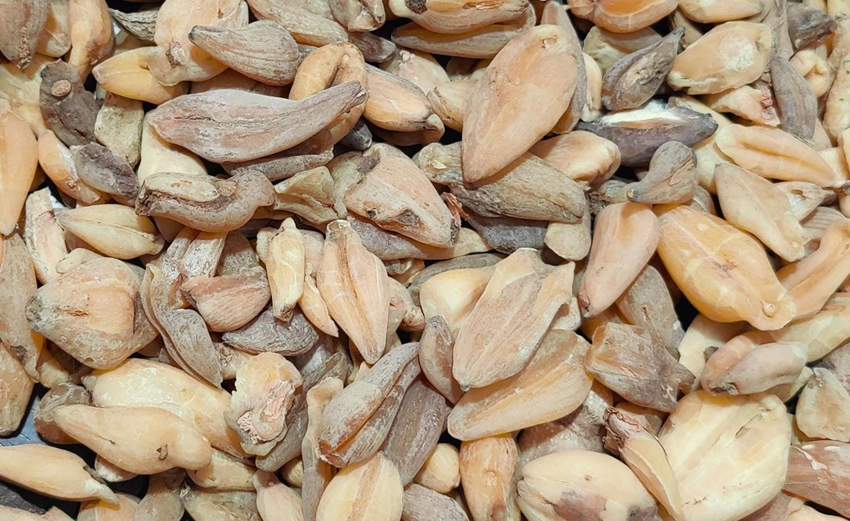 Suranjan Talag 1 kg